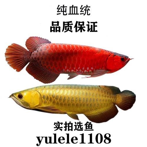 黃化銀龍魚多少錢一條啊圖片欣賞 黃化銀龍魚多少錢一條啊圖片欣賞 龍魚百科 第19張