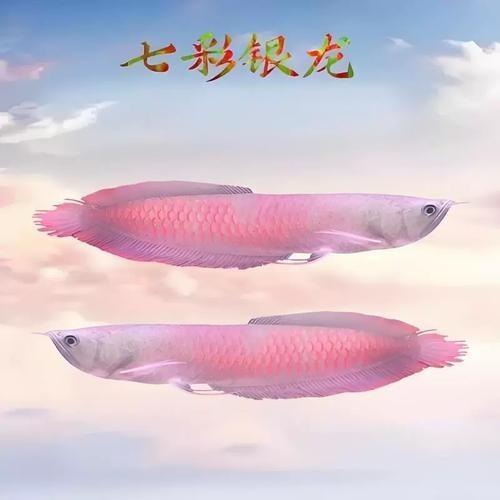 黃化銀龍魚多少錢一條啊圖片欣賞 黃化銀龍魚多少錢一條啊圖片欣賞 龍魚百科 第14張