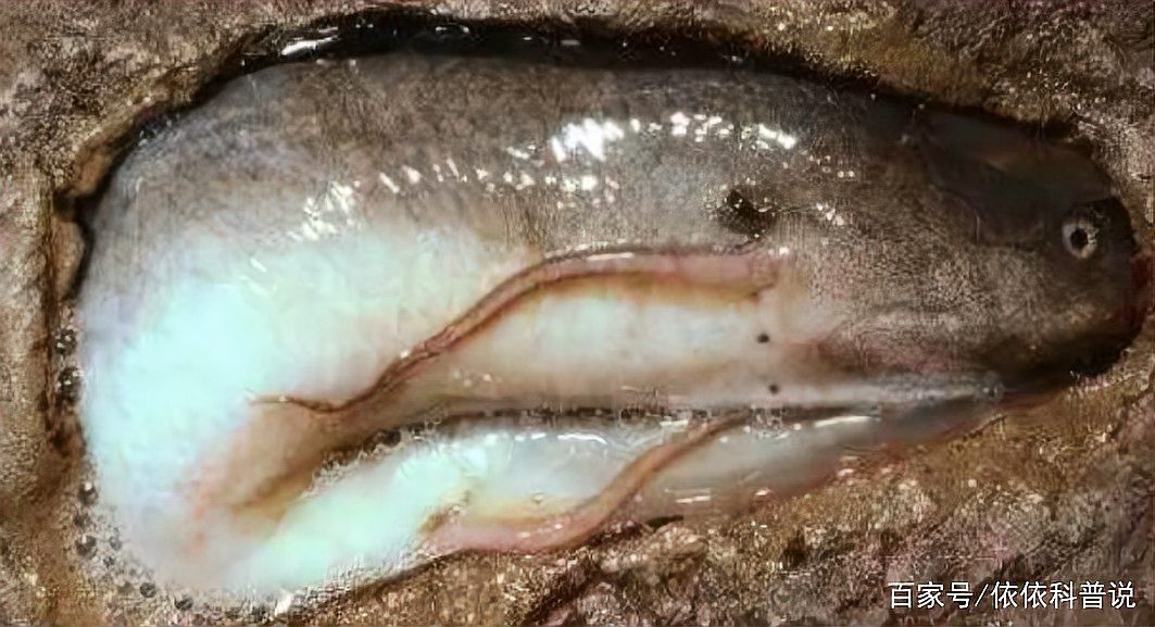 非洲肺魚是兩棲動物嗎