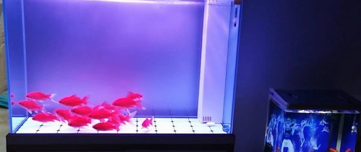 水族濾材十大排名 水族濾材十大排名 龍魚論壇 第5張