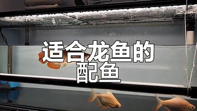 推薦一些適合與金龍魚混養的魚類