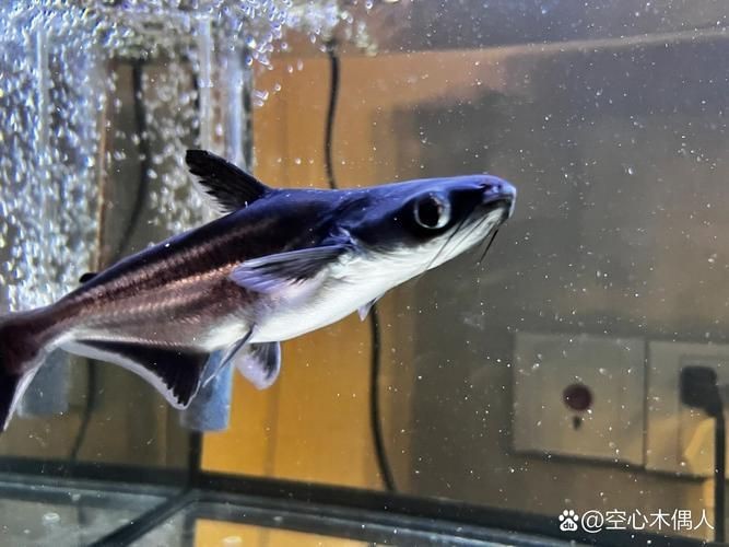 虎頭鯊魚圖片大全大圖