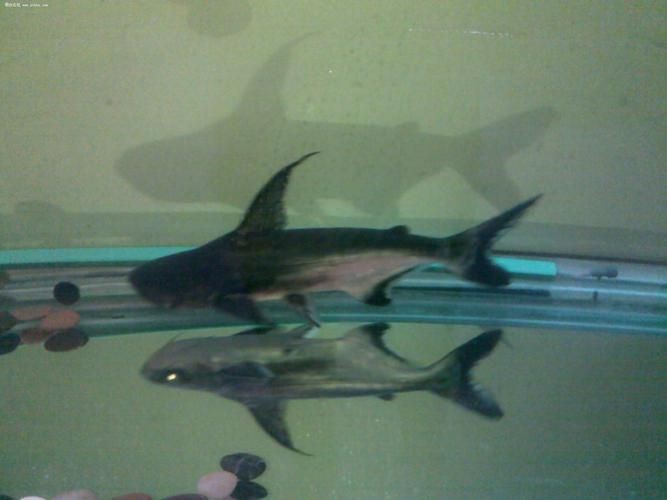 虎頭鯊魚圖片大全大圖