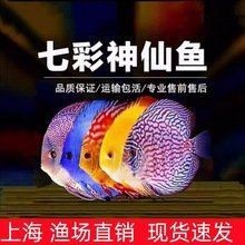 紅財神魚多少錢