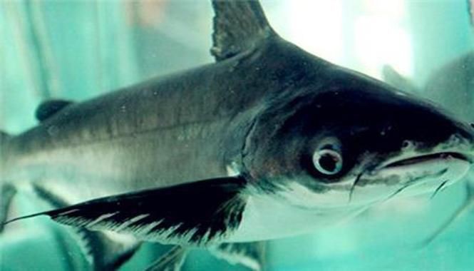 虎頭鯊魚圖片大全大圖
