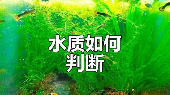 如何判斷魚缸水質是否清潔？ 如何判斷魚缸水質是否清潔？ 龍魚百科 第1張