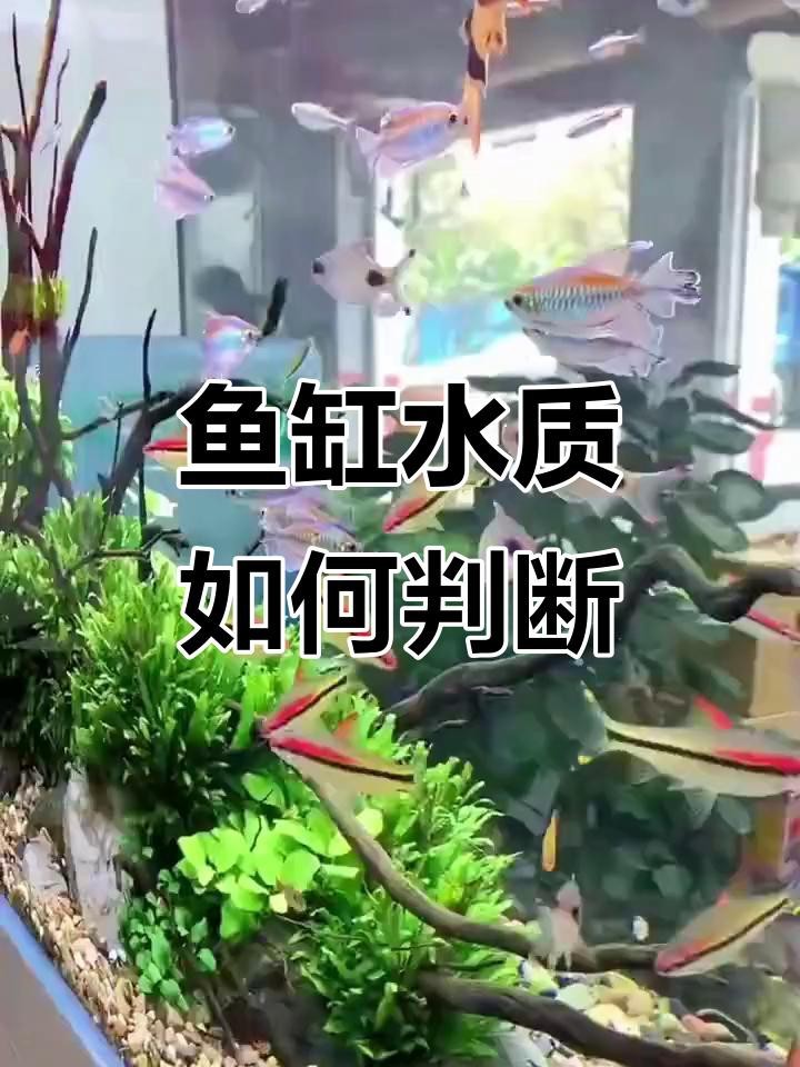如何判斷魚缸水質是否清潔？ 如何判斷魚缸水質是否清潔？ 龍魚百科 第2張