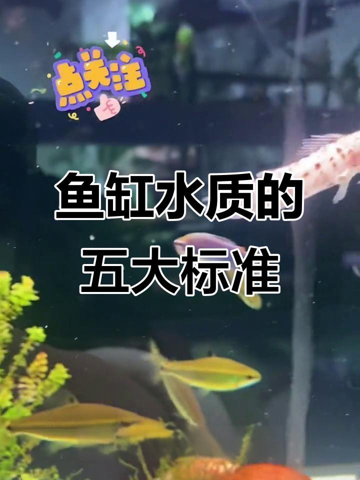 如何判斷魚缸水質是否清潔？ 如何判斷魚缸水質是否清潔？ 龍魚百科 第3張