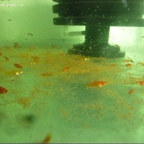 紅箭公魚不追母魚怎么辦