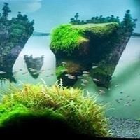 紅箭公魚不追母魚怎么辦