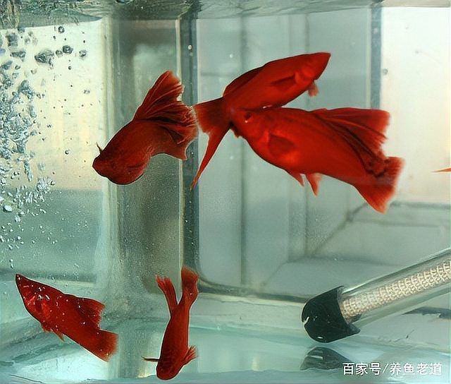 紅箭公魚不追母魚怎么辦
