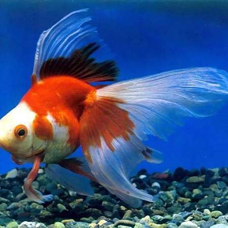 雙線魚多少錢一條
