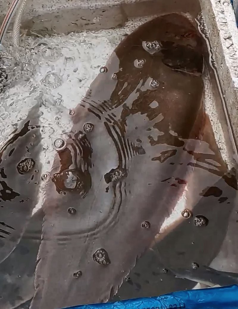 雙線魚多少錢一條