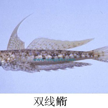 雙線魚多少錢一條
