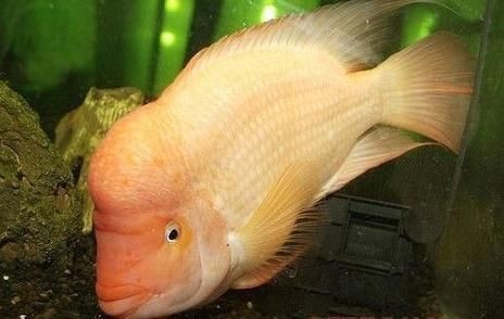 紅元寶紅鸚鵡魚圖片大全