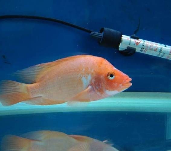 紅元寶紅鸚鵡魚圖片大全