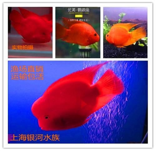 紅元寶紅鸚鵡魚圖片大全
