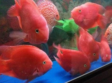 紅元寶紅鸚鵡魚圖片大全