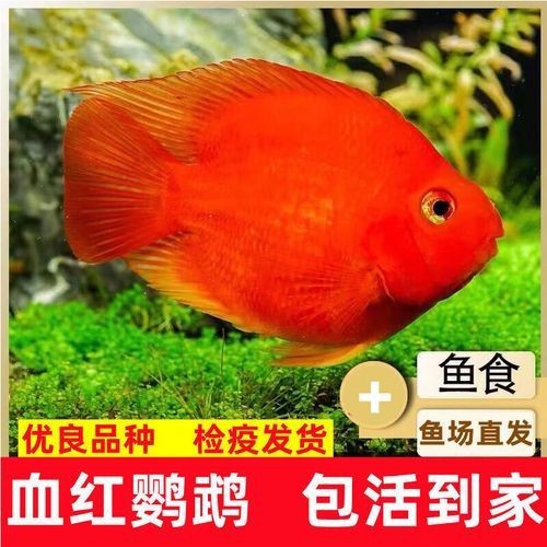 紅元寶紅鸚鵡魚圖片大全