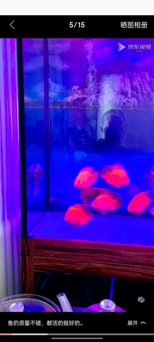 紅元寶紅鸚鵡魚圖片大全
