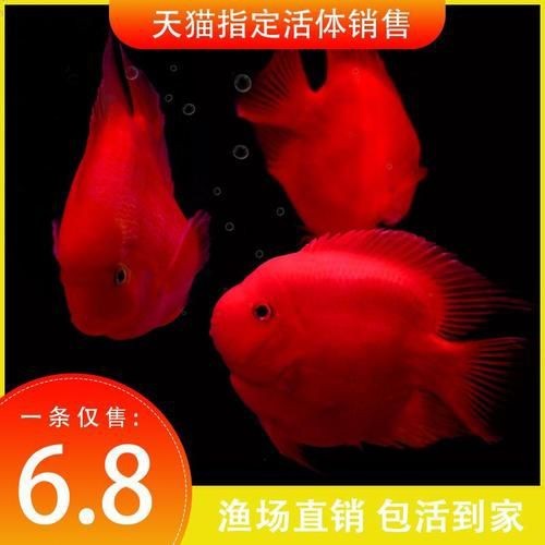 紅元寶紅鸚鵡魚圖片大全