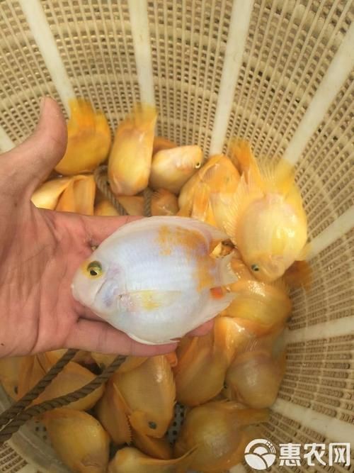 紅元寶紅鸚鵡魚圖片大全