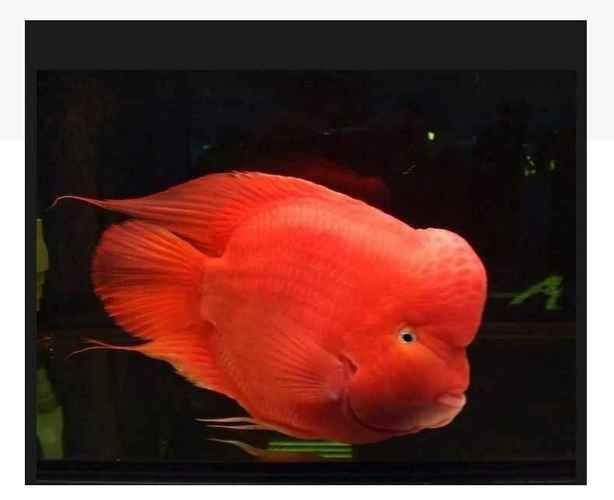 紅元寶紅鸚鵡魚圖片大全