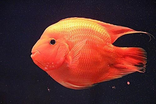 紅元寶紅鸚鵡魚圖片大全