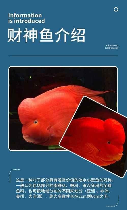 紅元寶紅鸚鵡魚圖片大全