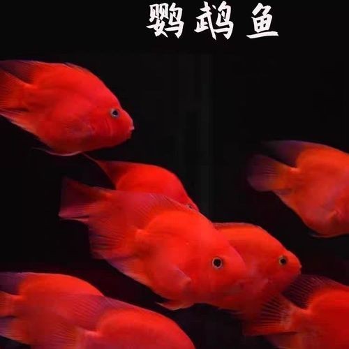 紅元寶紅鸚鵡魚圖片大全