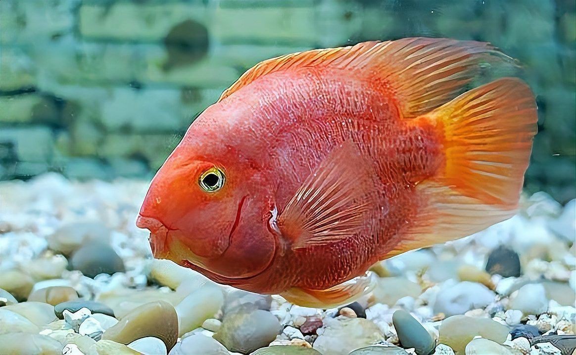 紅元寶紅鸚鵡魚圖片大全