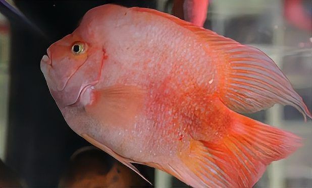 紅元寶紅鸚鵡魚圖片大全