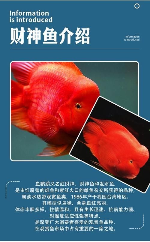 紅元寶紅鸚鵡魚圖片大全