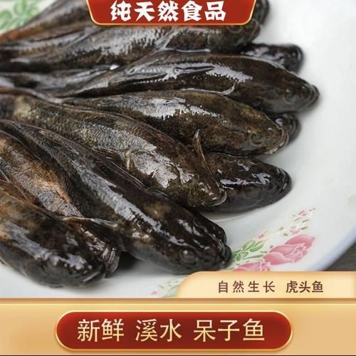 虎刺魚品種圖片
