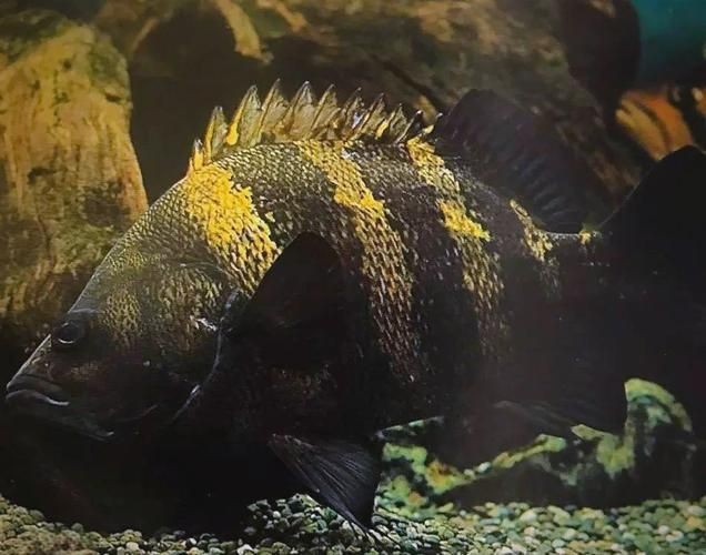 虎刺魚品種圖片