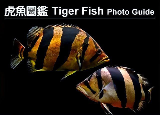 虎刺魚品種圖片
