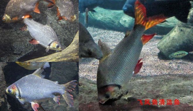 合肥市草巷生態水族有限公司（合肥市草巷生態水族有限公司電話） 合肥市草巷生態水族有限公司（合肥市草巷生態水族有限公司電話） 全國水族館企業名錄