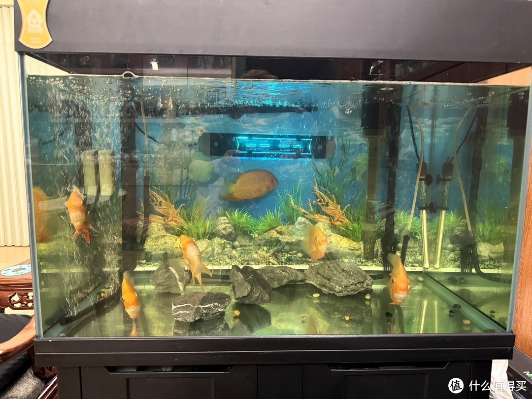 白化銀龍魚價格表圖片(白化銀板魚多少錢一條)