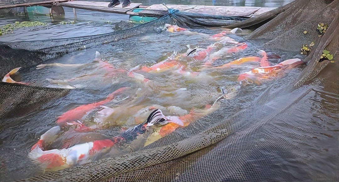 觀賞魚個體經營類目
