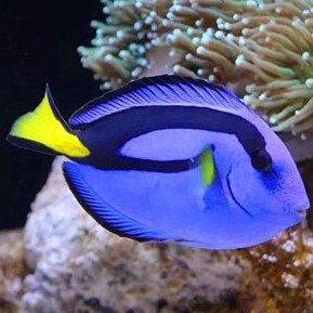 紅腦袋的魚是什么魚