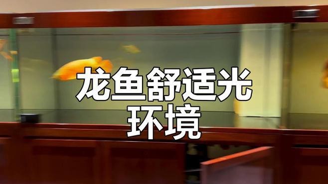 還有哪些拍攝龍魚的角度可以嘗試？