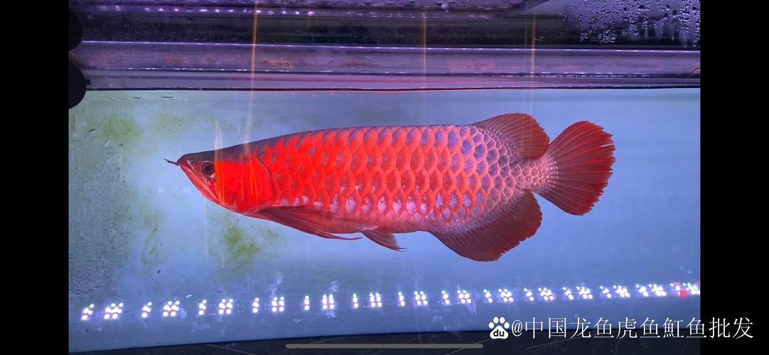 什么樣的紅龍魚最好養(yǎng)活圖片