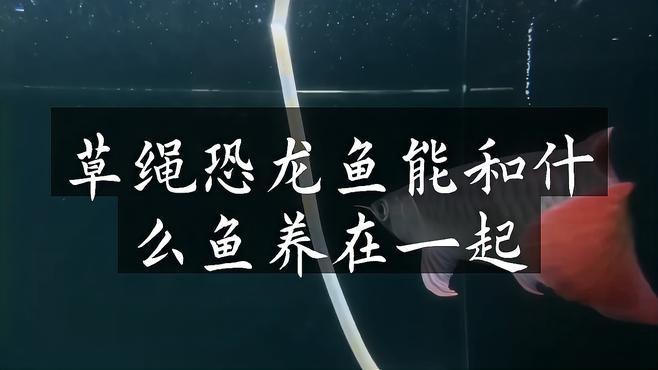 可以和恐龍魚混養的魚種