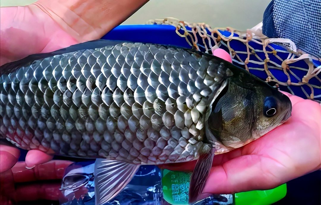 十大最好的鯽魚排名