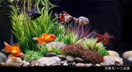 龍魚白色肉球會自行消退嗎,龍魚體表出現(xiàn)白色肉球狀突起,及時治療,金龍魚腹部鼓凸 龍魚百科 第2張 龍魚白色肉球會自行消退嗎,龍魚體表出現(xiàn)白色肉球狀突起,及時治療,金龍魚腹部鼓凸 龍魚白色肉球會自行消退嗎,龍魚體表出現(xiàn)白色肉球狀突起,及時治療,金龍魚腹部鼓凸 龍魚百科 第2張