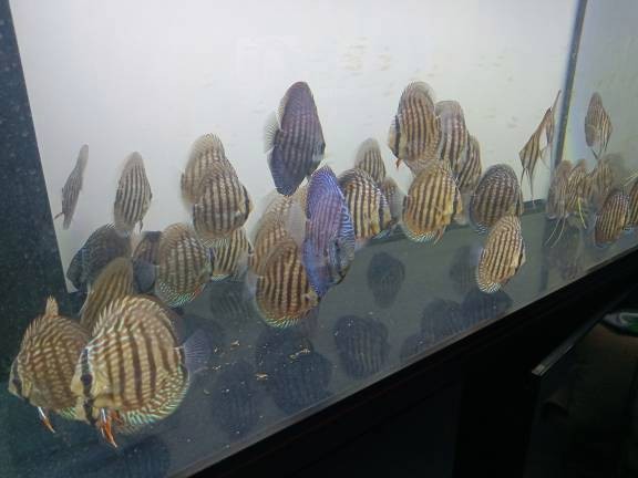 圣菲利佩埃及是什么流域的