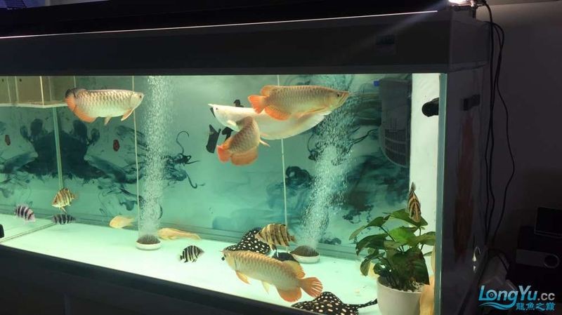 雙線魚和龍魚混養(yǎng)好嗎 雙線魚和龍魚混養(yǎng)好嗎 龍魚百科 第2張