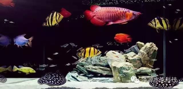 雙線魚和龍魚混養(yǎng)好嗎 雙線魚和龍魚混養(yǎng)好嗎 龍魚百科 第4張