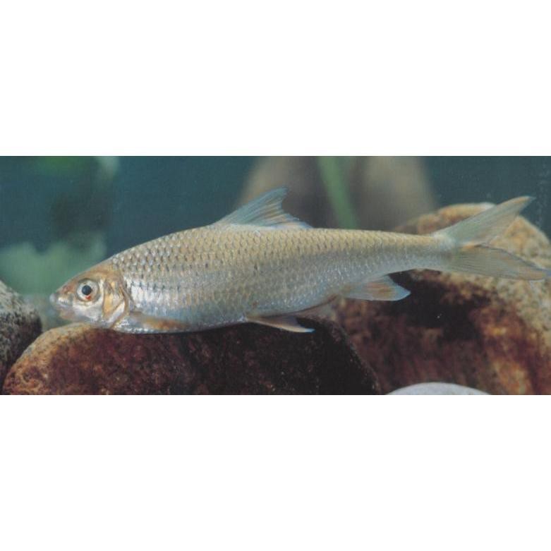 南方波魚能長多大