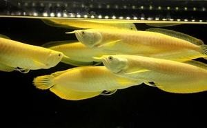 銀龍魚和熱帶魚可以混養嗎圖片(銀龍魚和熱帶魚可以混養嗎圖片大全) 銀龍魚和熱帶魚可以混養嗎圖片(銀龍魚和熱帶魚可以混養嗎圖片大全) 銀龍魚百科